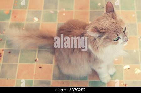 Soffice gatto beige offended con occhi verdi si siede sul pavimento Foto Stock