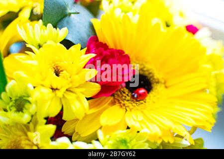 Bouquet di belle gerbera gialle e crisantemi con garofani rossi e ladybug. Messa a fuoco selettiva. Foto Stock