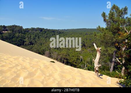 Famosa Dune di Pilat e la pineta si trova a La Teste de Buch in Arcachon Bay Area, nel dipartimento Gironde nel sud-ovest della Francia Foto Stock