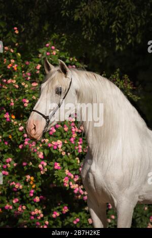 Ritratto di stallone grigio spagnolo, Andalusia Foto Stock