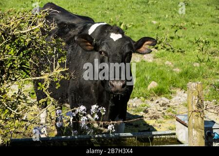 La mucca frisiana Holstein nera e bianca si affaccia su una recinzione dopo aver bevuto in una giornata di sole con biancospino e fiori di primavera blu Foto Stock