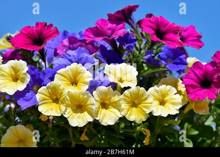 Fiore di primo piano yeloow, blu e rosso petunia surfinia su sfondo blu cielo Foto Stock