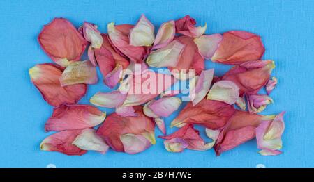 petali di rosa su sfondo blu, vista dall'alto. spazio libero per il tuo design. sfondo delle vacanze sul tema dell'amore. Foto Stock