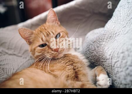Il gatto rosso dorme su un divano grigio Foto Stock