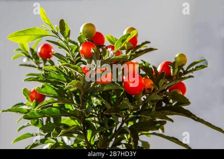 Coralli con frutti rossi Foto Stock