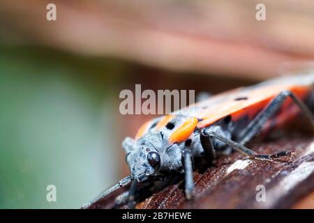 European firebug (Pyrrhocoris apterus) fotografia di closeup estremo. Foto Stock