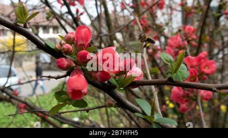 Fiori di colore rosso da vicino Foto Stock