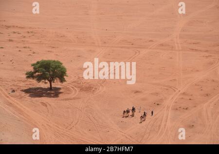 Vista aerea su un albero isolato e un gregge di cammelli a Wadi Rum Jordan Foto Stock