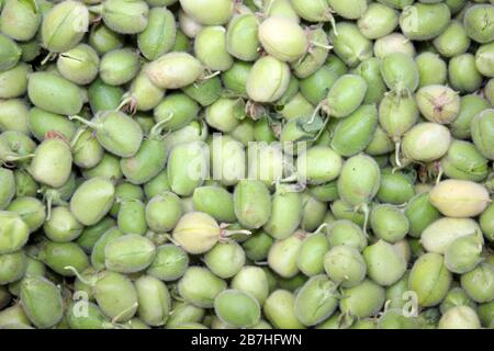 Cialde di ceci Cicer arietinum Foto Stock