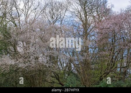 Delicati alberi in fiore nel parco all'inizio della primavera Foto Stock