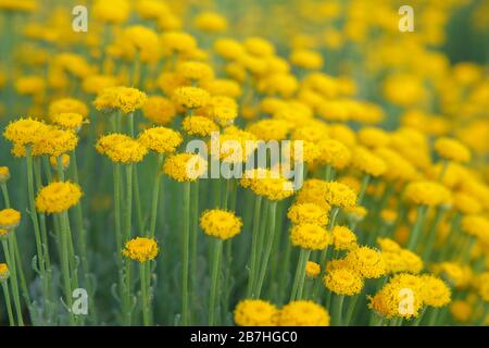 Fiori e ape di helichrysum su sfondo verde natura sfocata. Fiori gialli per l'erborismo. Erbe medicinali. Foto Stock