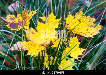Foglie di acero giallo brillante in erba verde. Autunno. Messa a fuoco morbida, sfocata. Foto Stock