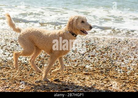 Un cane da cross poodle bianco che corre attraverso l'acqua di mare in scintillante sole primaverile Foto Stock