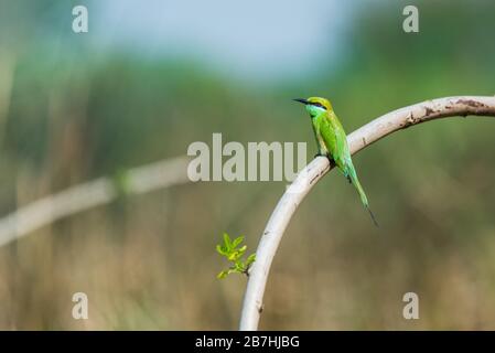 L'ape-eater verde (Merops orientalis) a volte poco ape-eater verde seduto sul ramo Foto Stock