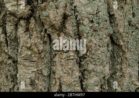 Struttura in legno. Sfondo della natura. Corteccia di legno closeup. Foto Stock