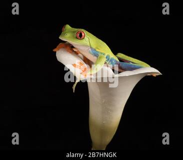 Red Eyed Tree Frog in Lily Foto Stock