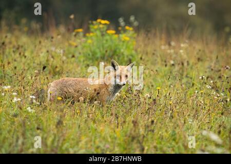 Focalizzata caccia alla volpe rossa su un prato con fiori gialli in estate Foto Stock