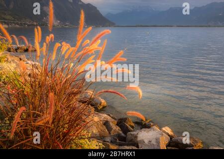 Tranquillo tramonto lago Ginevra, Svizzera con fiori di canna, incandescente alla luce del sole, vista sulle montagne Foto Stock