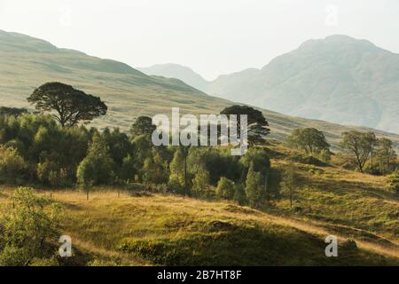 Resti dell'antica foresta di pini caledoniani Foto Stock