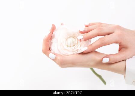 Immagine ritagliata di una ragazza in jeans e di una T-shirt che tiene un fiore rosso nelle mani con una manicure su uno sfondo bianco. Foto Stock