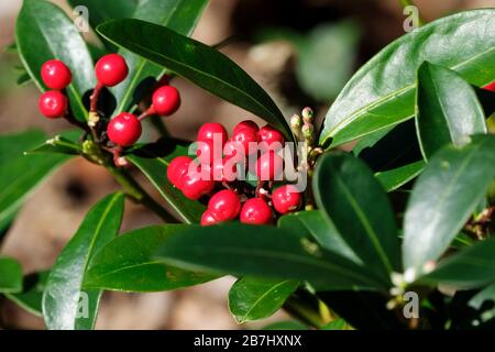 Pianta femminile di Skimmia japonica Tansley Gem con bacche rosse all'inizio della primavera Foto Stock