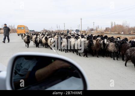 Mandria di pecore, pastore, asini e cani da pecora nel mezzo di una strada in Uzbekistan Foto Stock