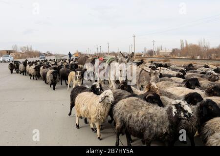 Mandria di pecore, pastore, asini e cani da pecora nel mezzo di una strada in Uzbekistan Foto Stock
