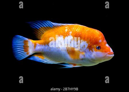 Midas cichlid in acquario, Amphilophus citrinellus dall'America. Foto Stock