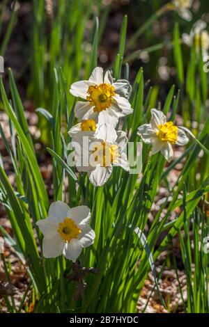 Un grappolo di bianco con narcisi centro giallo closeup in una luminosa giornata di sole nei boschi all'inizio della primavera Foto Stock