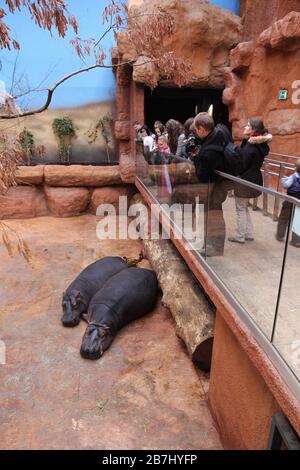 WROCLAW, POLONIA - 31 GENNAIO 2015: La gente visita gli ippopotami in Africkarium nello Zoo di Wroclaw. Africkarium è un padiglione africano di nuova costruzione (2014) con circa 10 Foto Stock