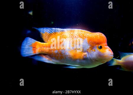 Midas cichlid in acquario, Amphilophus citrinellus dall'America. Foto Stock