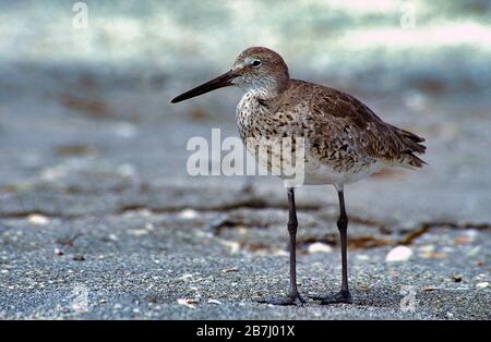 Willet, Tringa semipalmata, sulla spiaggia, Florida, bordo delle acque degli Stati Uniti, Foto Stock