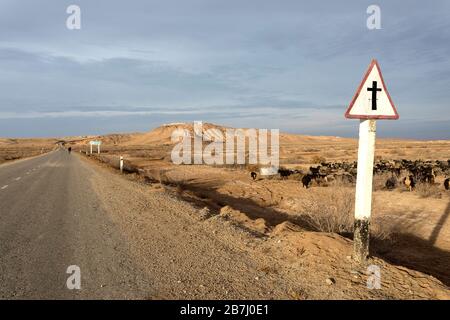 Il pastore senior pedalando con il suo gregge in bicicletta presso le rovine di Ayaz-Kala su una collina nel deserto di Kyzylkum, Uzbekistan Foto Stock