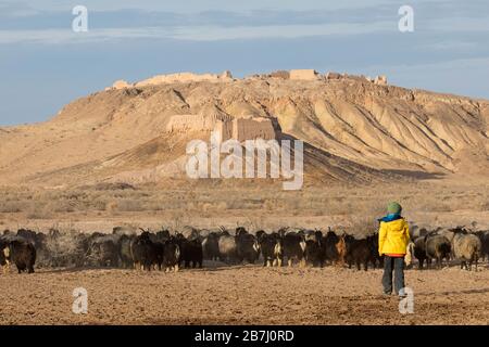 Giovane ragazzo caucasico a piedi dietro gregge di pecore di fronte alle rovine della fortezza Ayaz-Kala su una collina, Kyzylkum deserto, Karakalpakstan, Uzbekistan Foto Stock