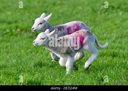 Stanton Drew, North Somerset, Regno Unito. 16 marzo 2020. L'amore sta avendo una coccola e dormire insieme con un certo funzionamento nel tardo pomeriggio per gli agnelli del bambino su una fattoria nel Somerset del Nord. Foto Credit Rober Timoney/Alamy Live News Foto Stock