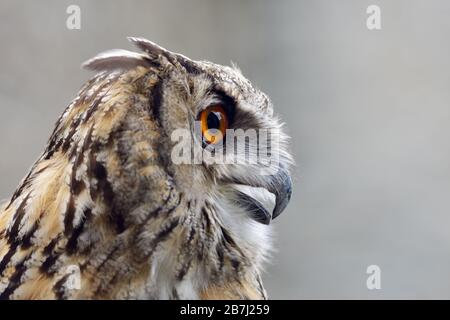 Eagle Owl ( Bubo bubo ), Eagle-Owl eurasiatica, chiamata anche Northern Eagle Owl o European Eagle-Owl, adulto, chiamata, vista laterale, Europa. Foto Stock