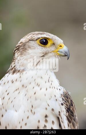 SAKER Falcon ( Falco cherrug ), testa, uccello falconoso molto apprezzato, allevamento dall'Europa centrale verso est attraverso l'Asia fino alla Manciuria. Foto Stock