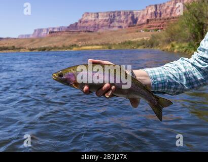 Beautful Lees Ferry AZ Rainbow Trout pesca a mosca catturata da Angler sul fiume Colorado Foto Stock