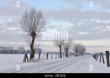 Pollard salici ( Salix Sp. ) Lungo una stradina a Bislicher Insel / Bislicher isola, coperta di neve ampi pascoli, ben noto riserva naturale, Foto Stock