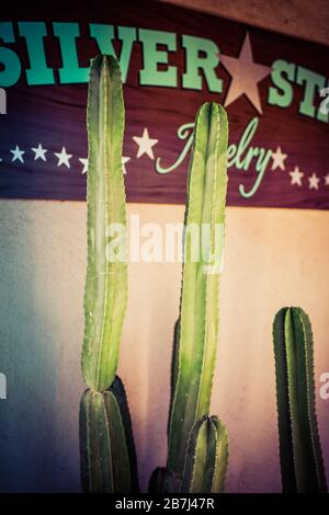 Un grande cactus Cereus isolato decora l'ingresso ad un negozio di gioielleria nel centro storico di Scottsdale, AZ, Foto Stock