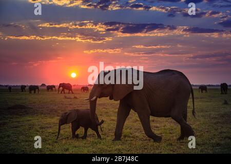 Elefanti nel Parco Nazionale di Chobe - Botswana Foto Stock