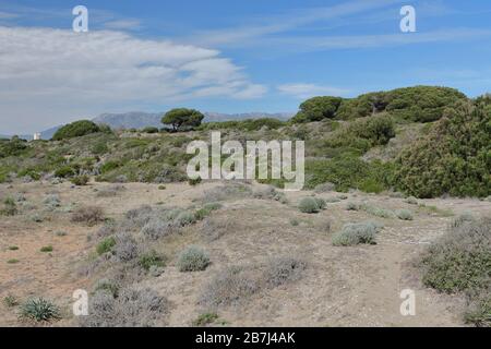 Parco naturale di Cabopino - Dunas de Artola, Marbella, Costa del Sol, Andalusia, Spagna. Foto Stock