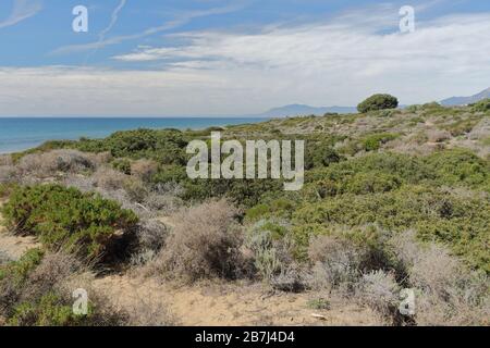 Parco naturale di Cabopino - Dunas de Artola, Marbella, Costa del Sol, Andalusia, Spagna. Foto Stock