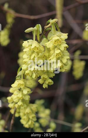 I bellissimi fiori primaverili primaverili di Corylopsis spicata, in primo piano. Un membro della famiglia del hazel della strega è un nativo all'Asia orientale. Foto Stock