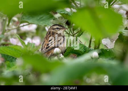 Un piccolo orditoio, Acrocephalus schoenobaenus, è fotografato in un ambiente naturale in un nascondiglio cespuglio. Foto Stock