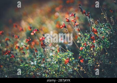 Piccoli fiori rossi di Eyelash-Leaved Sage, conosciuto anche come Salvia blefarophylla Foto Stock