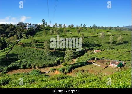 Sri Lanka, Nuwara Eliya, le piantagioni di tè Foto Stock