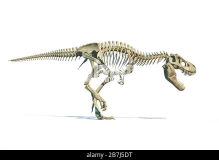 T-Rex scheletro completo in posa dinamica. Illustrazione fotorealistica 3D su sfondo bianco. Foto Stock