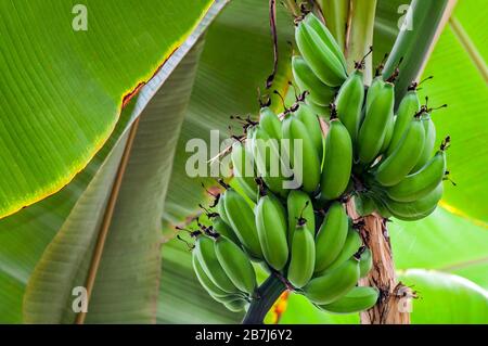 Musa di banane verdi (Musa acuminata) maturate sull'albero della banana Foto Stock