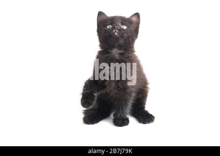Gattino nero misto, isolato su sfondo bianco Foto Stock
